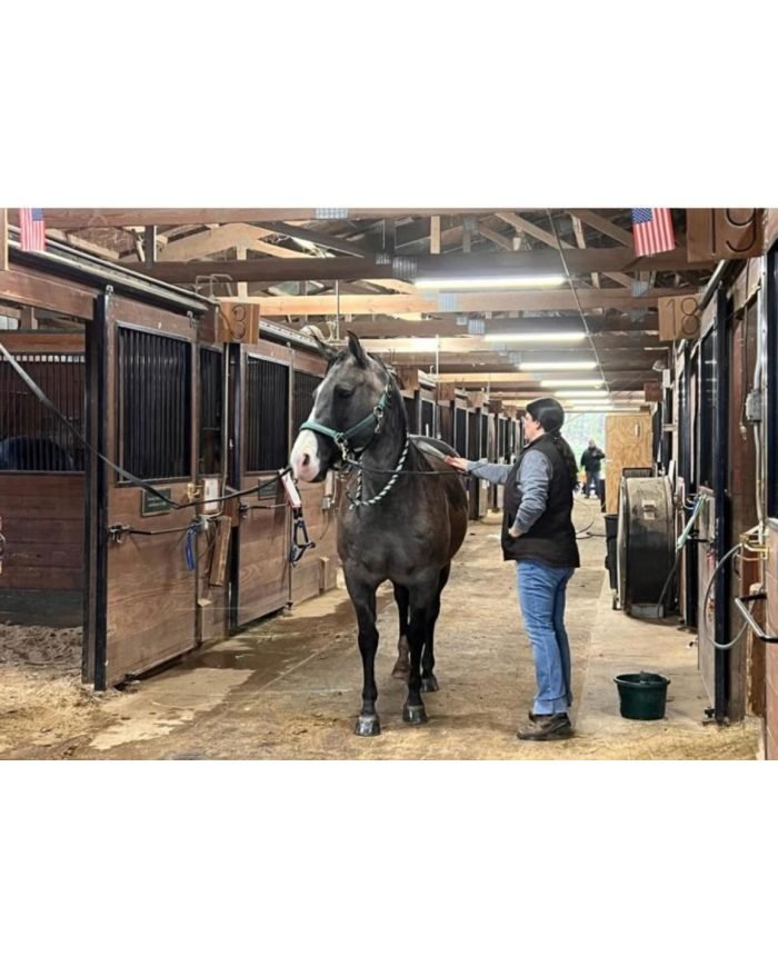 MINICARGADOR GRAVELY AXIS 200 DT